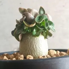 まさ様 リクエスト 2点 まとめ商品