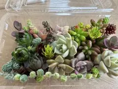 多肉植物カット苗詰め合わせ