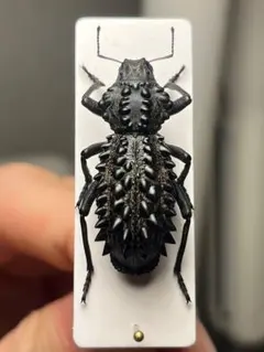 特大良型】ハウセリイカリツノハナムグリ 標本カナブンウグイスコガネ
