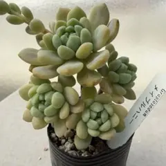 多肉植物　メープルハニー　bonobono ぼのぼのさん