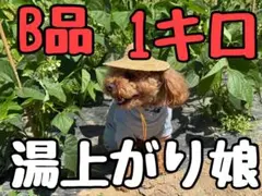 湯上がり娘 枝豆 B品 1kgのサムネイル