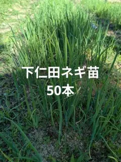 ネギ苗　50本のサムネイル