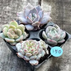 2025年最新】多肉の人気アイテム - メルカリ