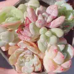 276 【メルカリ便発送】　多肉植物　寄せ植え用　小苗　詰め合わせ　セット♡