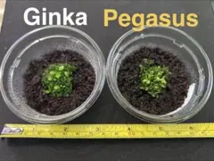 匿名配送【Ginka・Pegasus 前葉体 2種セット】のサムネイル
