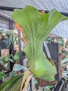 P.veitchii 陽炎 spore(AR)カゲロウ - メルカリ