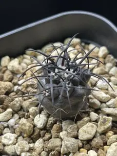 2026年最新】コピアポアの人気アイテム - メルカリ