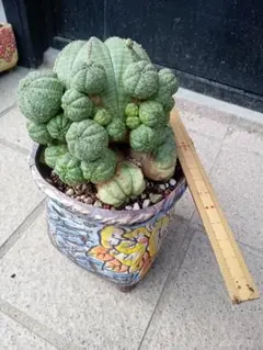 ユーフォルビア ツルビニフォルミス② サボテン 多肉植物 コーデックス