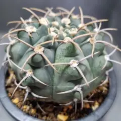 ◇◇　サボテン 　ギムノカリキウム　バッテリー　◇◇　抜き苗のサムネイル