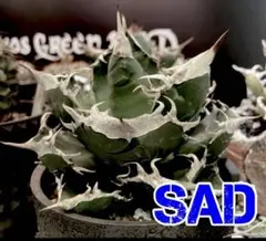 【引退セール】アガベ　チタノタ　SAD 南アフリカダイヤモンド　発根のサムネイル