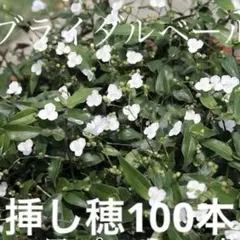 開花中 オンファロデス5苗＋これから苗5苗☘️ ❤抜き苗❤ 無農薬