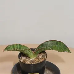 2025年最新】サンスベリア抜き苗の人気アイテム - メルカリ