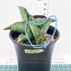 サンスベリア ジュピター 1 Sansevieria Jupiter 1 - メルカリ