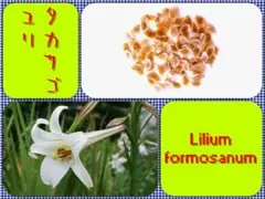 ユリの種子　標本 国産原種ユリ 商品一覧｜あぐりいといがわ – agri-itoigawa