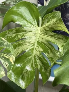 麻*腐様 J694レア モンステラデビルモンスターデリシオーサMONSTERA