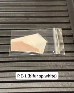 P.E-1 (bifur sp.white) 胞子 ビカクシダ 増量 白ビフのサムネイル