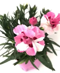 Maki様 リクエスト 2点 まとめ商品