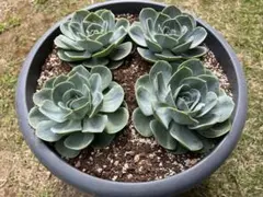 多肉植物 七福神 8芽 抜き苗 鉢の中全部 - メルカリ