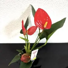 2025年最新】レアアンスリウムの人気アイテム - メルカリ