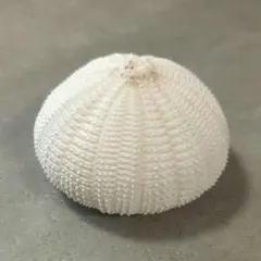 Temnopleurus alexandri　ウニ　殻 Temnopleurus alexandri ウニ 殻 - メルカリ