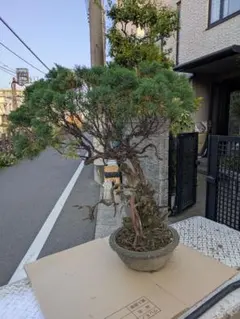 赤松『樹高約220㎝』引き取り限定。配達別料金、植込み無料❗️在庫処分価格❗️ 赤松『樹高約220㎝』引き取り限定。配達別料金、植込み無料❗️在庫