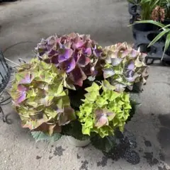 jumbojulie様専用 紫陽花 アジサイ レッドパッション リベロ 2鉢