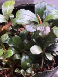 無農薬水草　ブセファランドラ　spハデス　特大株 無農薬 水草 ブセファランドラ spハデス - メルカリ