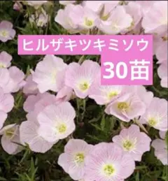 ㉑ヒルサキツキミソウ　30苗のサムネイル
