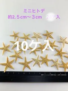 NO 23s-284 ミニヒトデ　約2.５cm〜３cm 10ケ入