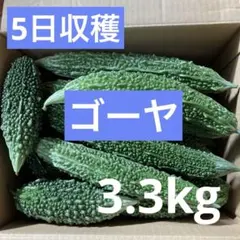 大特価‼️ 茨城県産ゴーヤ 3.3kg 農薬不使用 7日受け取り限定!!のサムネイル