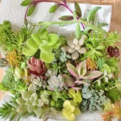 カラフルMIXセダム　カット苗　寄植え用　ネックレス系2種入