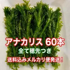 2026年最新】＝水草＝の人気アイテム - メルカリ