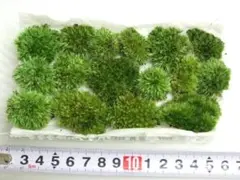 国産マリモ 約1cm 3個 癒しのマリモ無農薬 - メルカリ