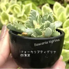 フォーカリアティグリナ 四海波のサムネイル