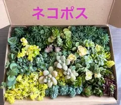 多肉植物カット苗詰め合わせ　だるま姫秋麗　草系セダム　増殖用