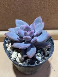 くれぷま様 リクエスト 3点 まとめ商品