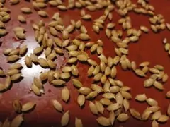 ハッピーヒル 種籾 100g うるち米 自然栽培米 水稲 陸稲 - メルカリ