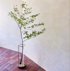 青山フラワーマーケット EDA VASE（エダベース）L 花瓶 真鍮のサムネイル