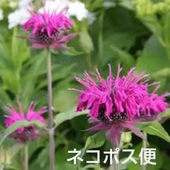 モナルダ　ネコポス便のサムネイル