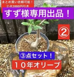 2025年最新】オリーブ 古木の人気アイテム - メルカリ