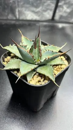N*o様 アガベ　AGAVE　チェリースウィーズル　ハイブリッド　エボリスピナ N*o様 アガベ AGAVE チェリースウィーズル ハイブリッド