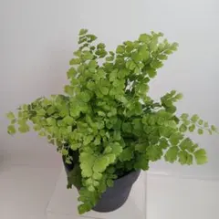 観葉植物 抜き苗 アジアンタム リサ シダ系 涼しげ 湿気に強い 繊細な