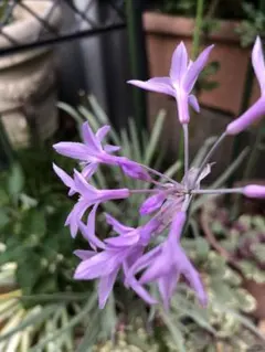 クリス様 リクエスト 2点 まとめ商品