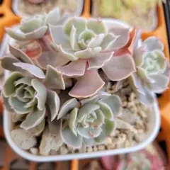 yamabico ☆様 リクエスト 2点 まとめ商品