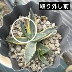 2026年最新】ネオメキシカーナ錦の人気アイテム - メルカリ