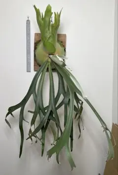 Mt.lewis × bifrcatum' Hybrid ビカクシダ 大株 - メルカリ