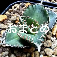 イタフラ様 リクエスト 2点 まとめ商品