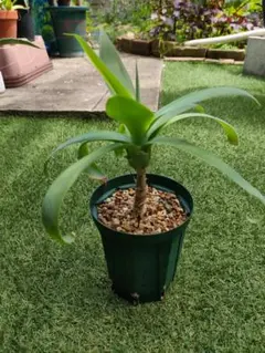 Agave Attenuata　アガベ アテナータのサムネイル