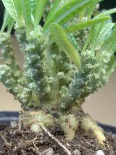 H395 塊根植物 ドルステニアギガス ブラータ 大株 鉢のまま発送 - メルカリ