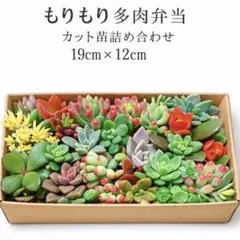 多肉植物カット苗詰め合わせ 19cm x 12cmもりもり多肉弁当